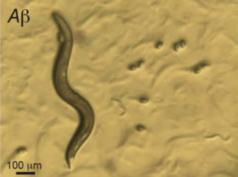 agente protector enfermedades neurodegenerativas